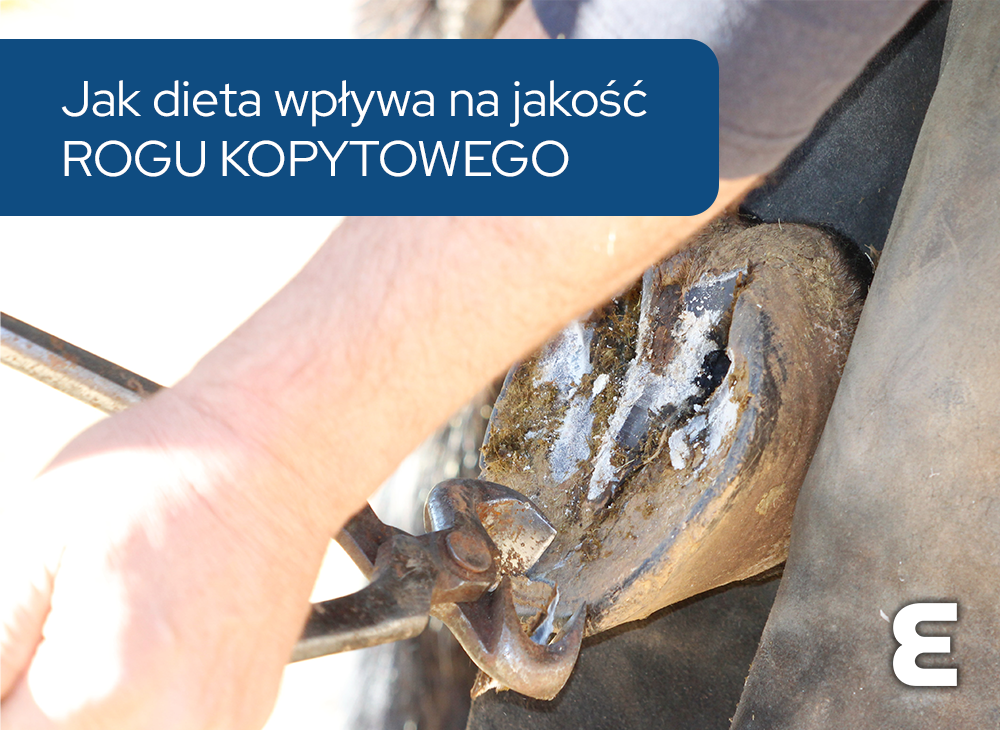 Jak dieta wpływa na jakość rogu kopytowego