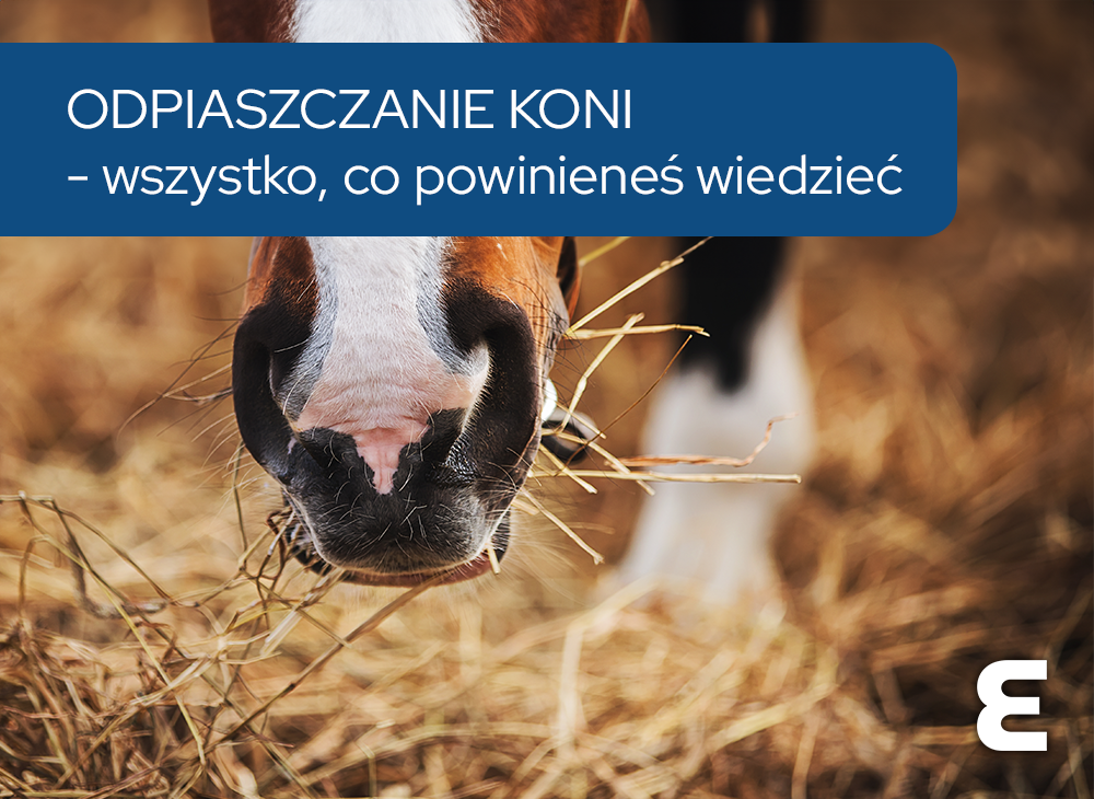 Odpiaszczanie koni - wszystko co powinieneś wiedzieć